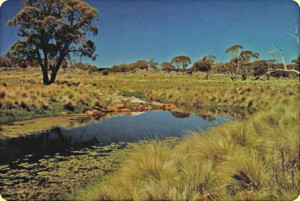 Monaro Fly Fishing